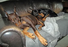 Both snuggled on couch Sept 19 25.webp