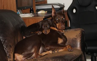 Laying on Phoebe cute Dec 8 22.webp