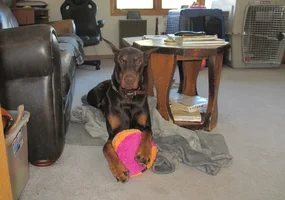 Paws over new ball Feb 25 25.webp