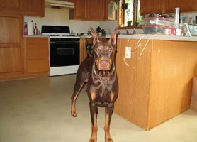 Head shot in kitchen Sept 21 25.webp