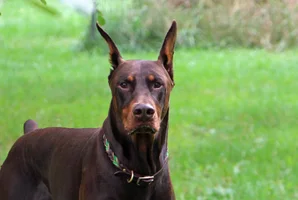 Head shot in yard Sept 21 25.webp