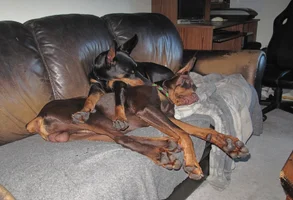 Both stretched out on couch Sept 27 25.webp