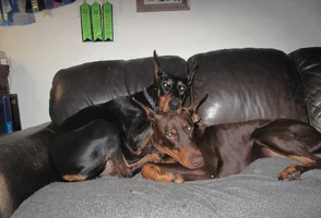 Both snuggled on couch heads together Oct 9 25.webp