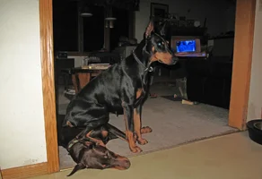 Sitting on Elroy by LR Oct 9 25.webp