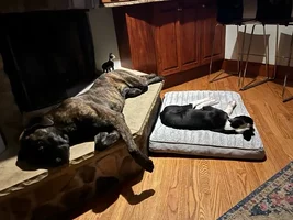 ZonHearthCosmoOnBed.webp
