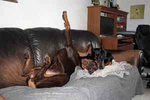 Both snuggled on couch Elroy on back Oct 17 25.webp
