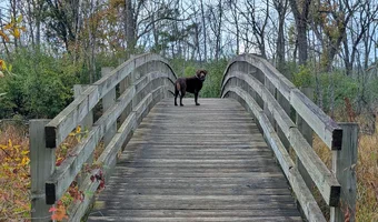 Moose Bridge.webp