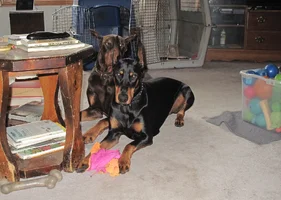 Both looking guilty by coffee table 2 Oct 19 25.webp