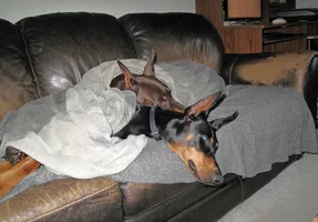 Both under blanket on couch Oct 21 25.webp