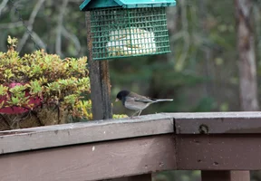 Odd colored junco Oct 22 25.webp