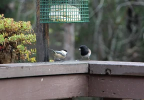Odd colored junco with chickadee Oct 22 25.webp