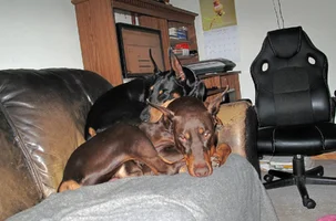 Laying on Elroy on couch Oct 24 25.webp