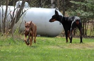 With deer leg by propane tank with Albert May 17 20.webp