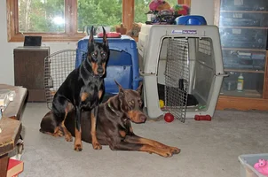 Sitting on Elroy by crates alert Oct 29 25 (2).webp