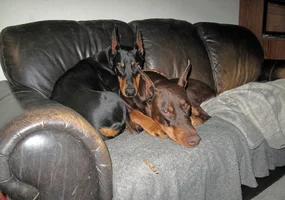 Both snuggled on couch Nov 16 25.webp Both snuggled on couch Nov 16 25.webp