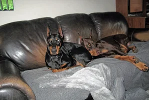 Both snuggled on couch Elroy resting head on Olive Nov 19 25.webp