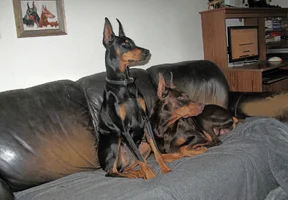 Both alert on couch Nov 20 25.webp