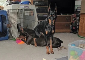 Sitting on Elroy with ball 2 Nov 27 25.webp