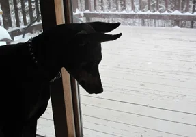 Watching bird on deck closer Dec 12 25.webp