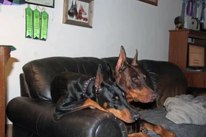 Both on couch Olive on top Dec  17 25.webp