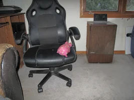 Pig on chair Dec 17 25.webp