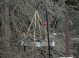 Pine grosbeaks at feeder full Dec 22 25.webp