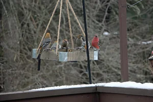 Pine grosbeaks at feeder Dec 22 25.webp