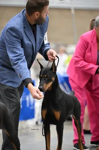 Doberman Schultz2.webp