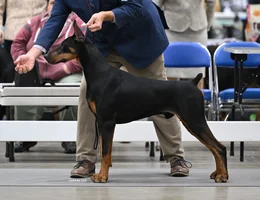 Doberman Schultz~2.webp
