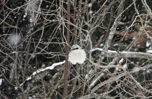 Shrike in snow 3 Jan 1 26.webp