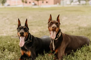 Z&amp;Dutchy-34.webp