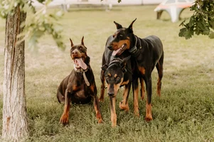 Z&amp;Dutchy-35.webp