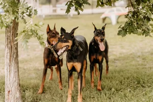 Z&amp;Dutchy-36.webp