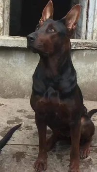 ChineseRedDog.webp