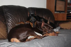 Both snuggled on couch Jan 9 26.webp