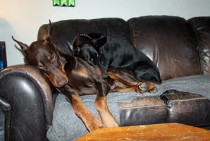 Both snuggled on couch Jan 22 26.webp