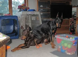Sitting on Elroy by crates Jan 27 25.webp