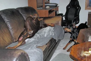 Pestering Elroy on couch Feb 3 26.webp