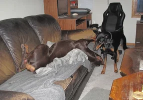 Pestering Elroy on couch 2 Feb 3 26.webp