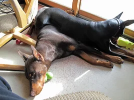 Both basking in sun Olive on top Feb 12 26.webp