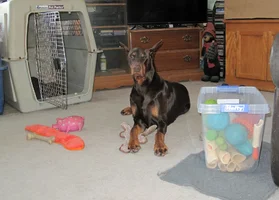 Laying in LR with toys Feb 12 26.webp