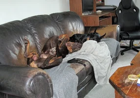Both relaxing on couch Feb 21 26.webp