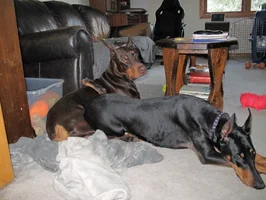 Both laying in LR Olive leg over Feb 22 26.webp