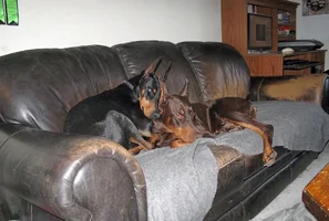 Both snuggled on couch Feb 25 26.webp