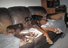Both snuggled sleeping on couch Mar 4 26.webp
