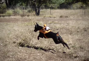 Jockey Pic.webp