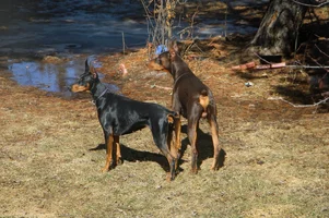 Both alert in yard Mar 23 26.webp