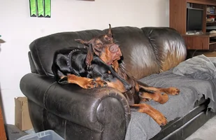 Both snuggled on couch heads together Apr 6 26.webp