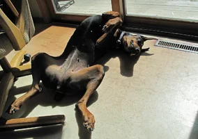 On back in sun by door Apr 6 26.webp