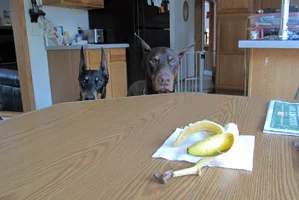 Both watchiing banana on table Jan 26 25.webp